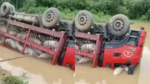 惠州大利村运猪车