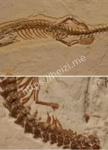 18米巨蟒