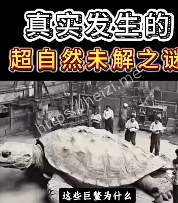 黄河巨鳖