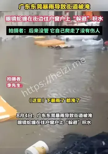 眼镜蛇
