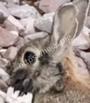 棉尾兔乳头瘤病毒