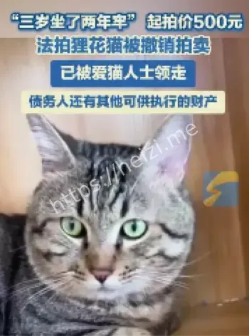 法拍狸花猫