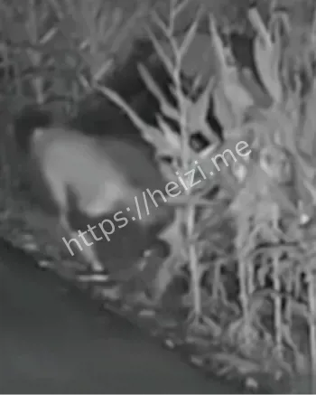 乡村小路上三轮车后激战