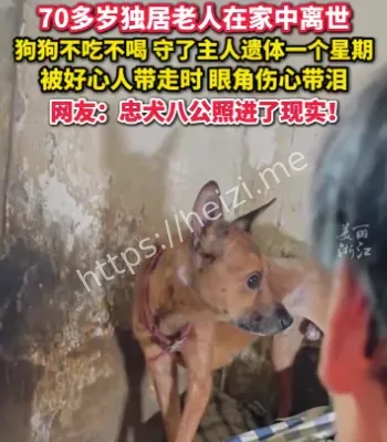 忠犬守候