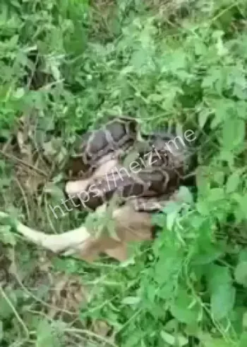 广东汕尾蟒蛇吞牛犊