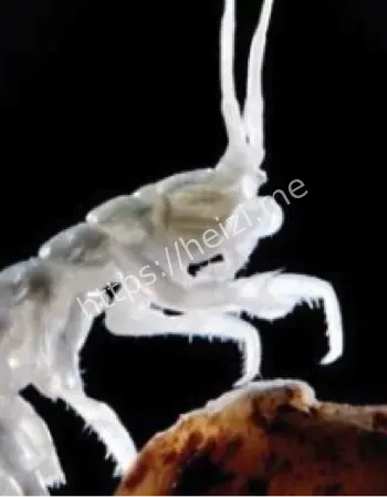 莫维莱洞奇特物种外星生命