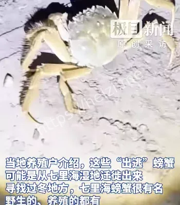 秋季蟹迁徙捡蟹