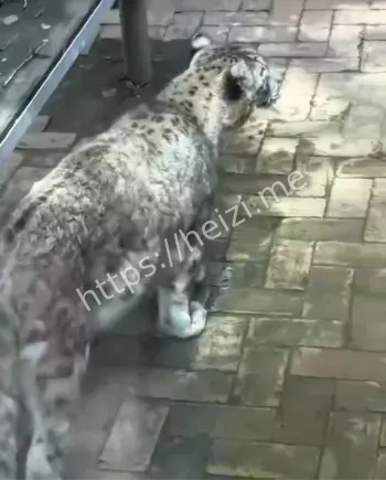 闭园多部门搜救