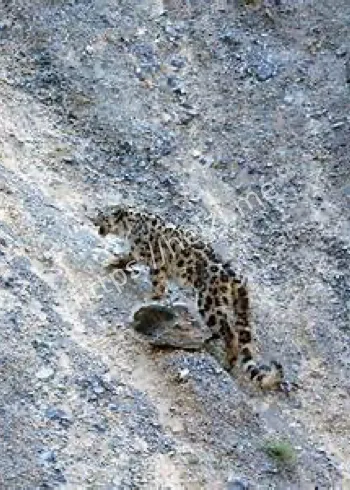 国家一级保护野生动物