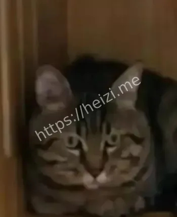 海外直播虐猫画面曝光