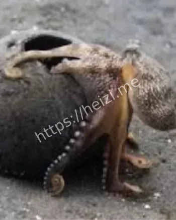 模仿狮子鱼海蛇方法