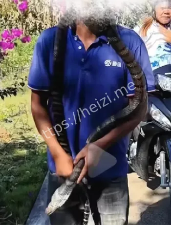 眼镜王蛇误判