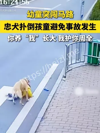 忠犬黑豆救主