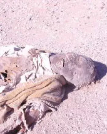 彭加木失踪植物样本