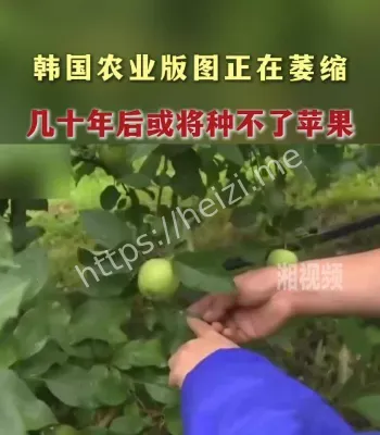 韩国苹果产区北移