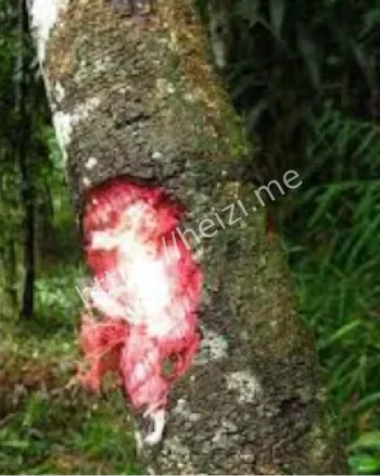 龙血树进化适应干旱环境