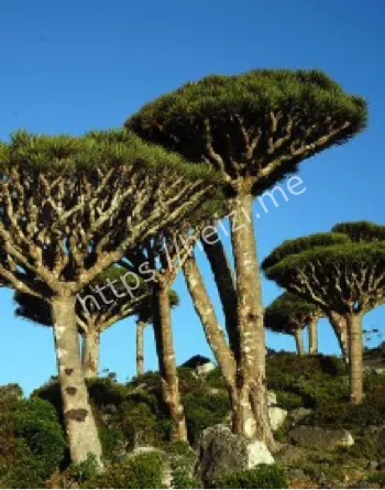 龙血树进化适应干旱环境