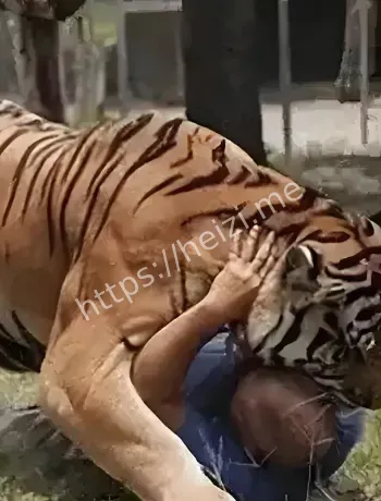 美国驯兽师老虎袭击