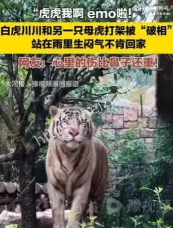 郑州银基动物王国白虎