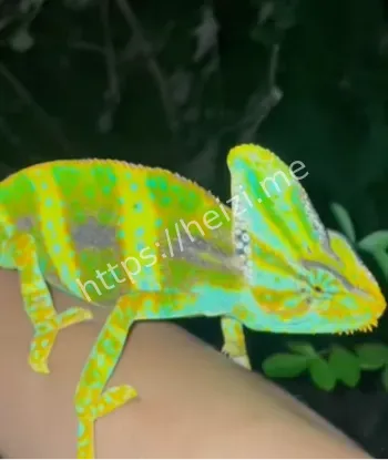 野生动物零距离抓捕