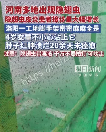 隐翅虫毒液硫酸