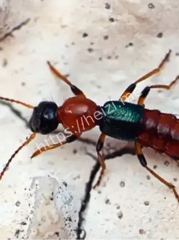 河南秋季隐翅虫防范