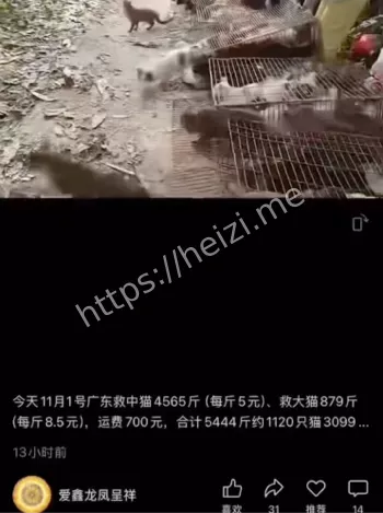 路人志愿者捞猫细节