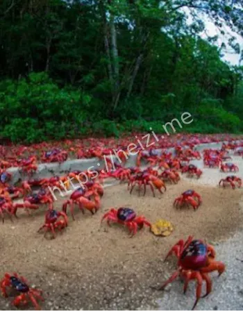 红蟹迁徙生态奇观