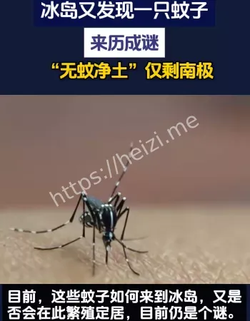 冰岛蚊子