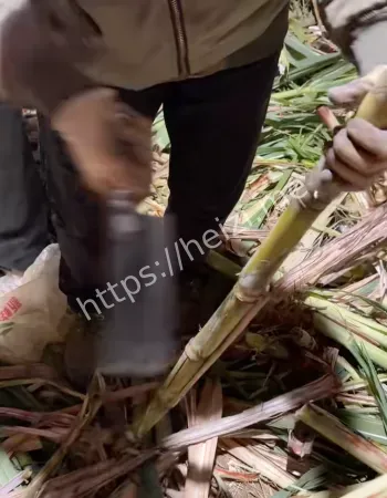 偷甘蔗惊魂