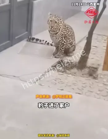 野生豹子深夜造访