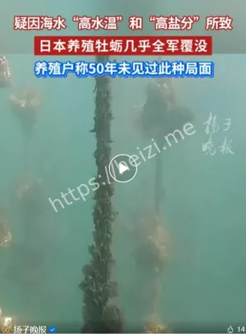 日本广岛牡蛎