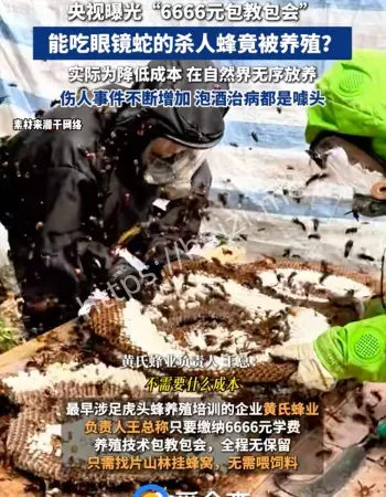 养杀人蜂骗局