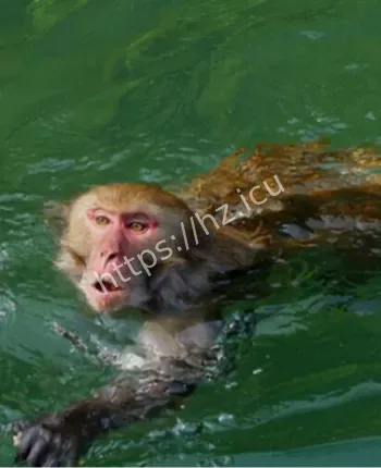 水猴子拖人传说