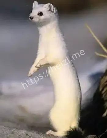 黄皮子诅咒三代