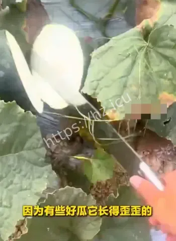 听声辨瓜