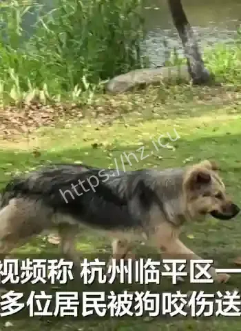 恶犬连咬7人