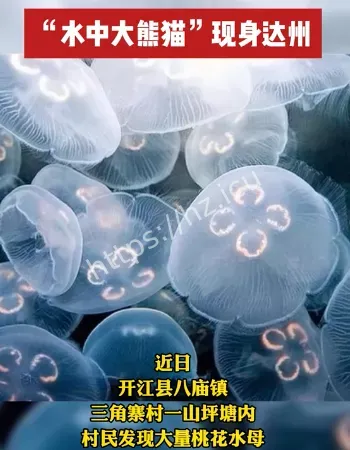 5亿年前的桃花水母